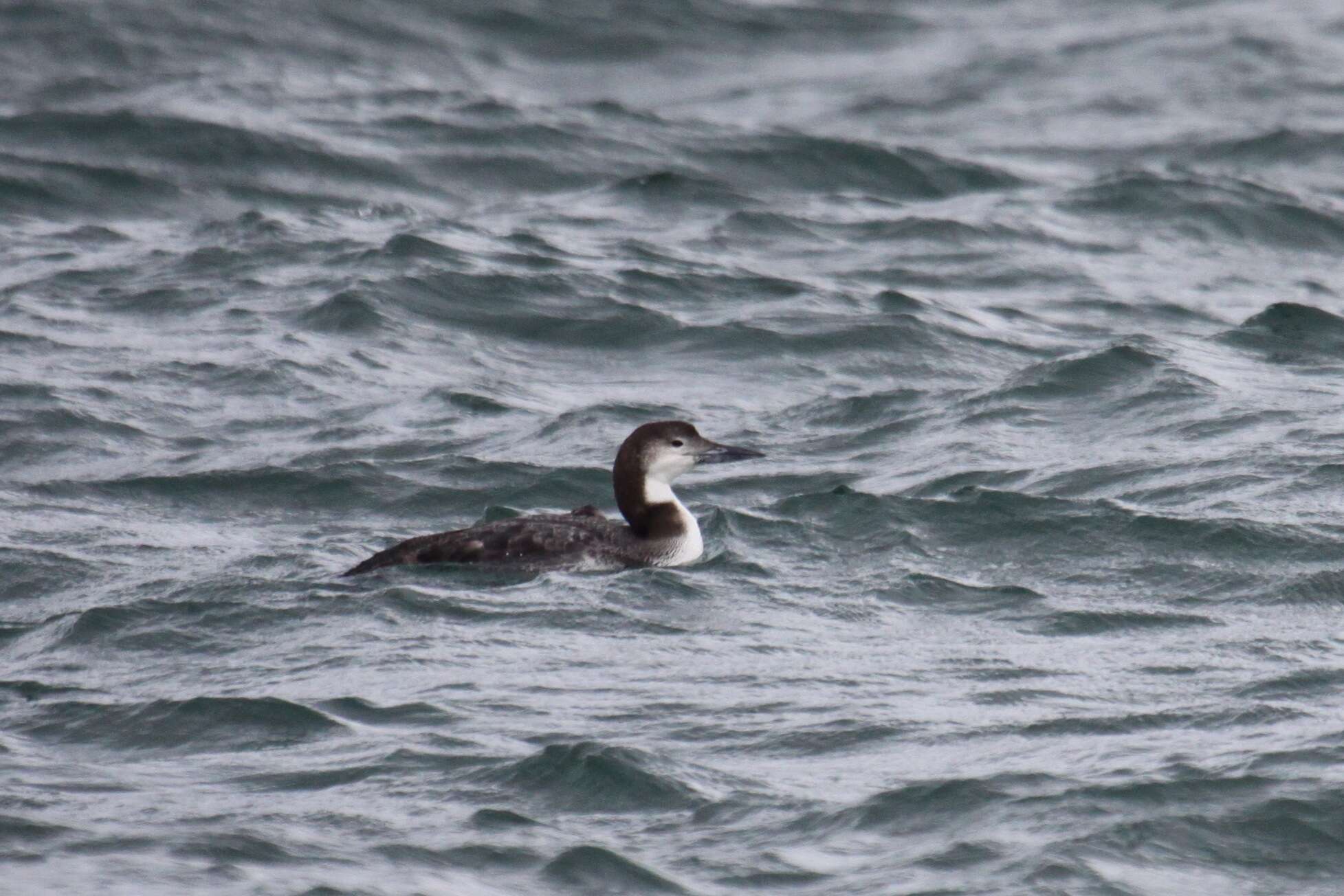 Image of loons