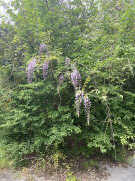 Plancia ëd Wisteria floribunda (Willd.) DC.