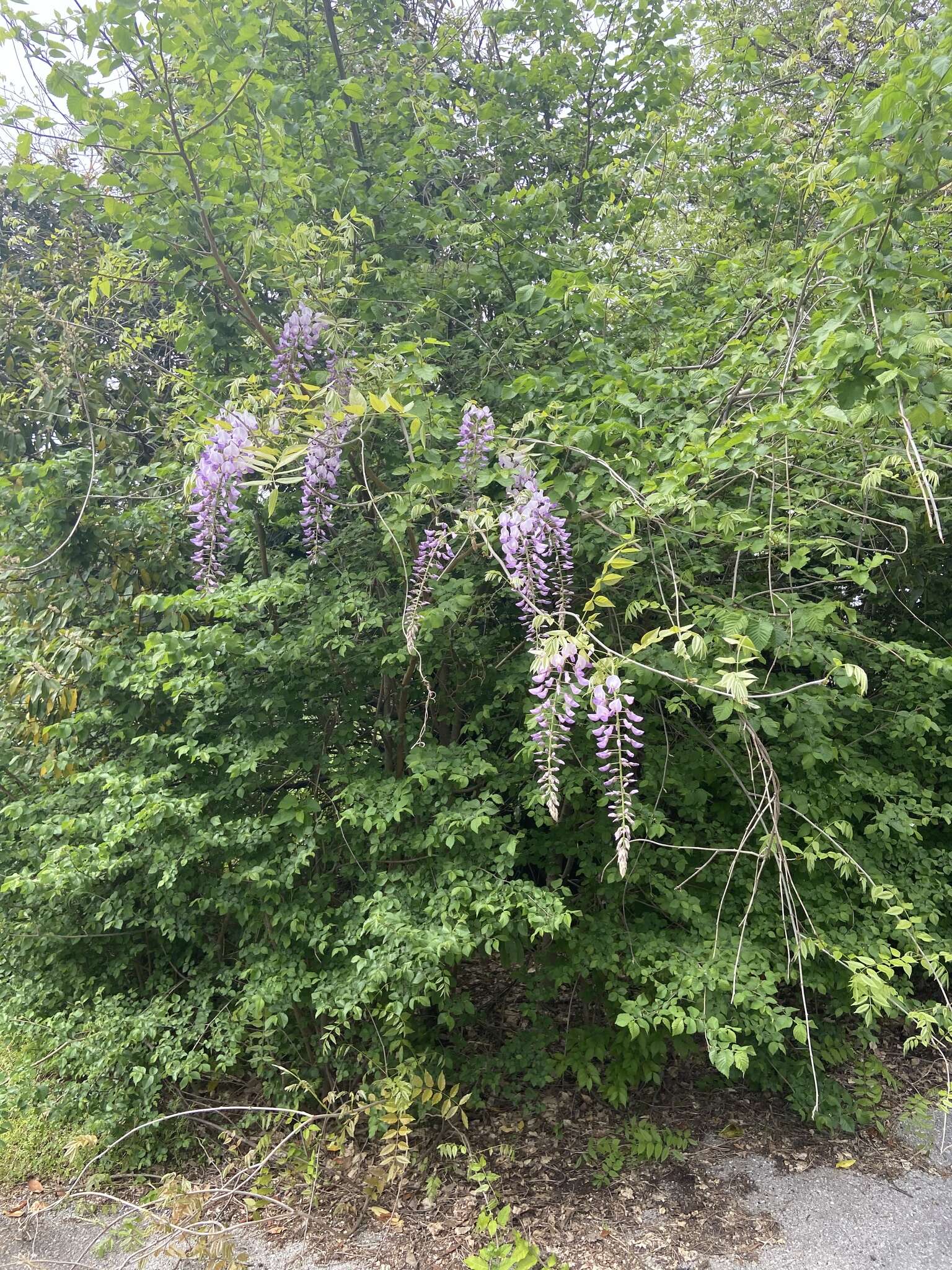 Image of Japanese wisteria