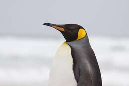 Image of King Penguin