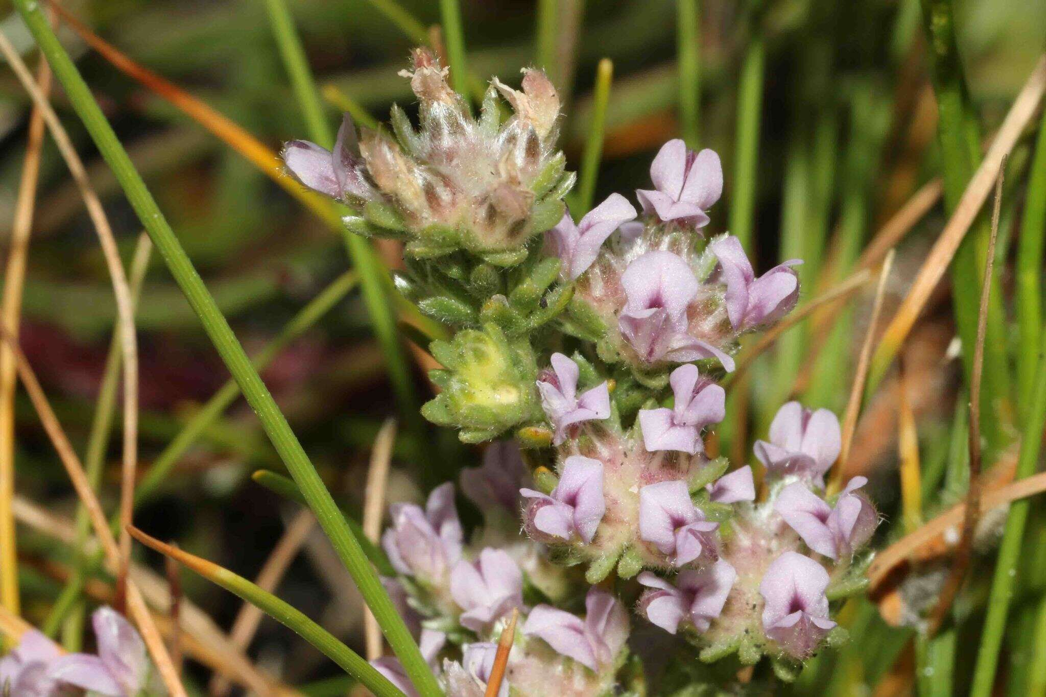 صورة Aspalathus argyrella MacOwan