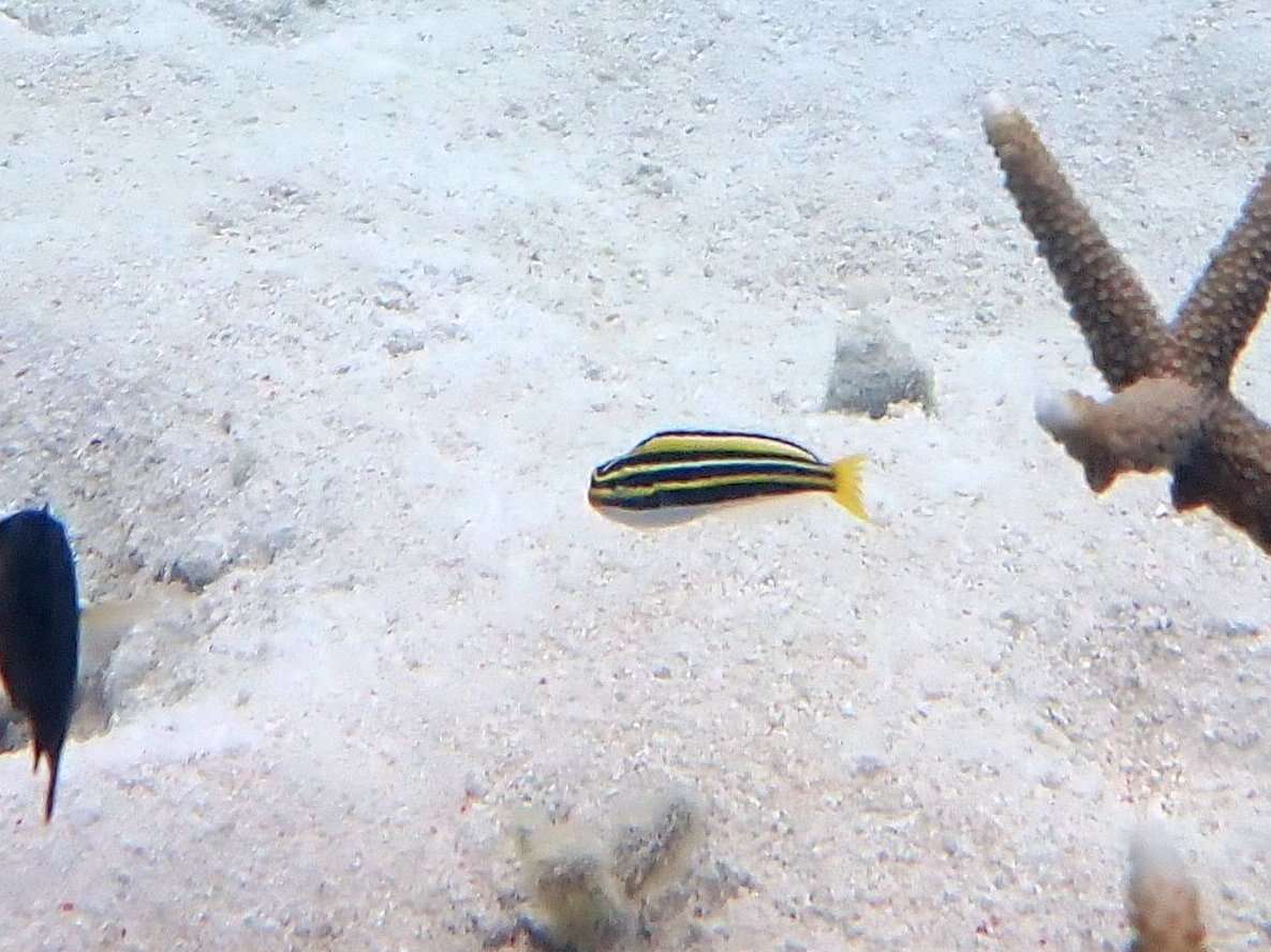 Image of Lined fangblenny