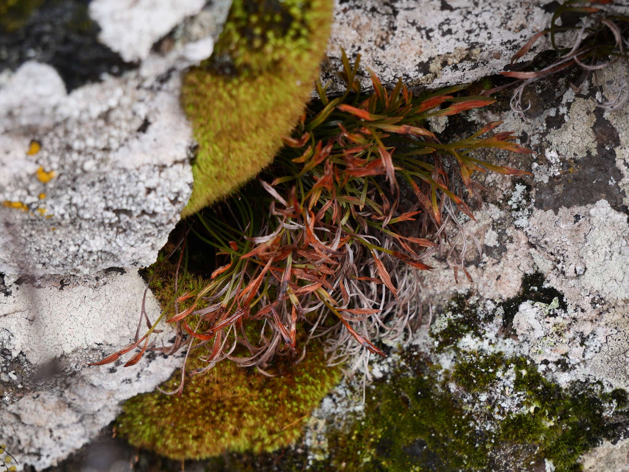 Sivun Asplenium septentrionale subsp. septentrionale kuva