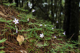 Sivun Oxalis hernandesii kuva