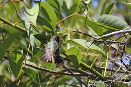 Image of Gilded Hummingbird