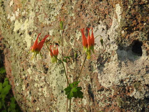 Слика од Aquilegia skinneri Hook.