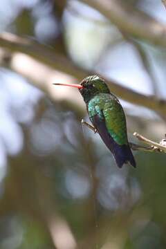 Image of Glittering-bellied Emerald