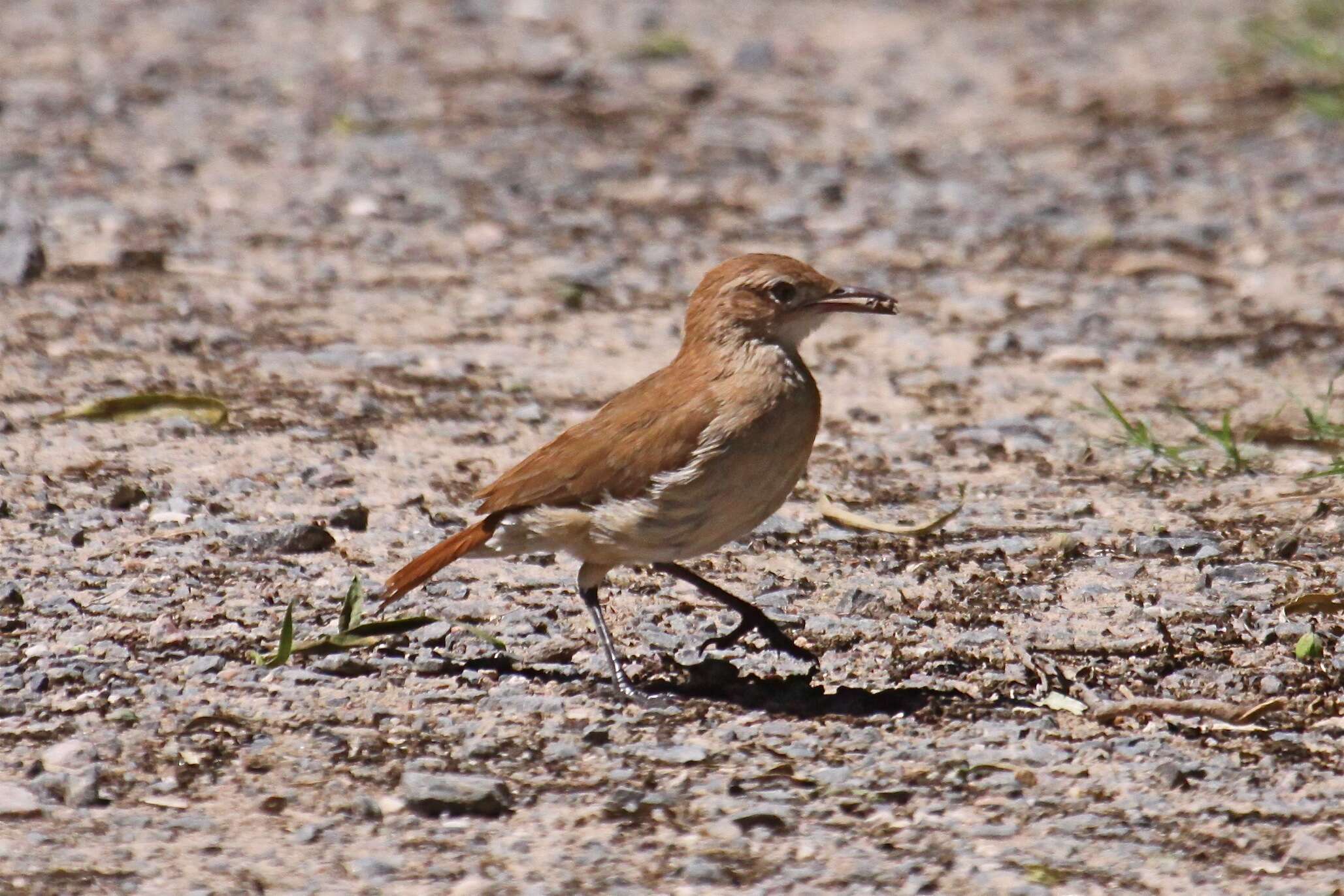 Image of Rufous Hornero