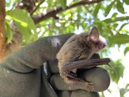 Image of Cave Myotis