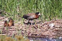 Image of White-faced Whistling Duck