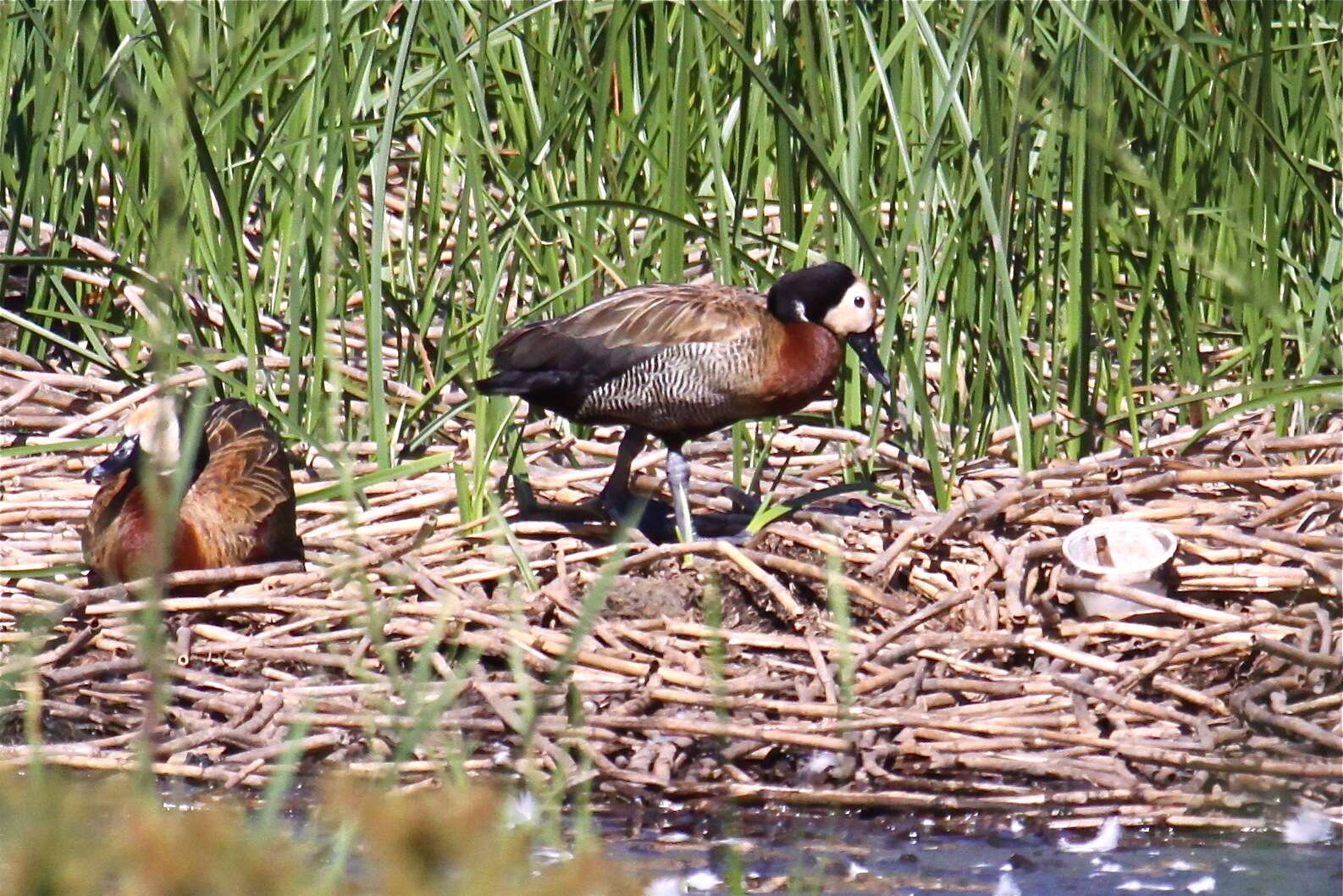 Image of White-faced Whistling Duck