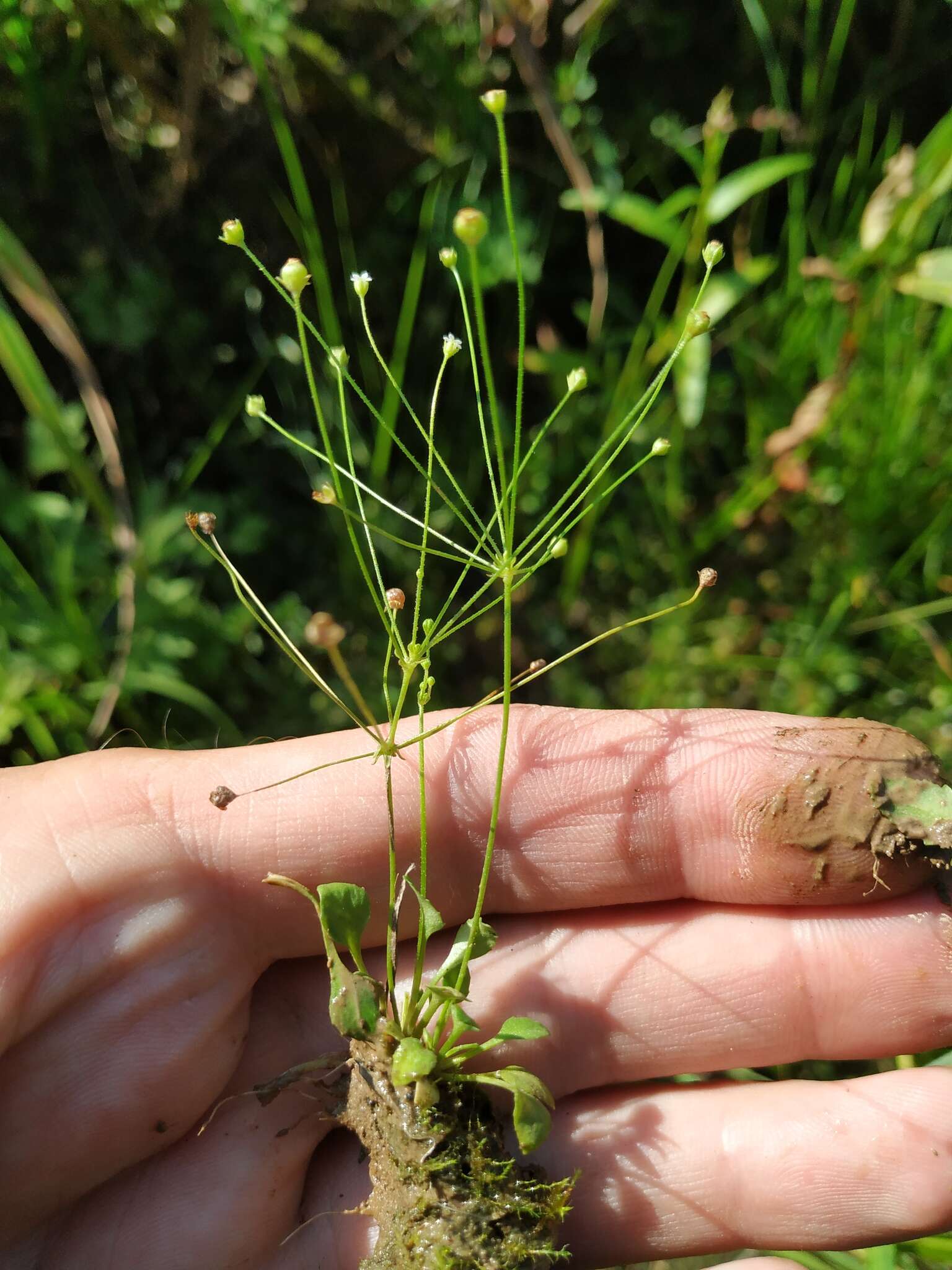 Image de Androsace filiformis Retz.