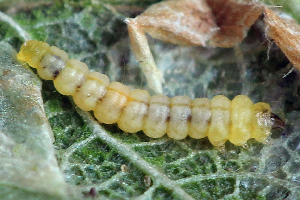 Image of Phyllonorycter cerasicolella (Herrich-Schäffer 1855)