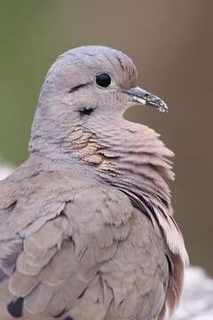 Image of Eared Dove