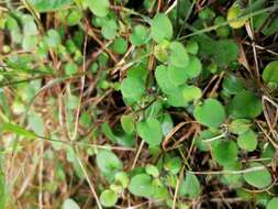 Plancia ëd Leptostigma setulosum (Hook. fil.) Fosberg