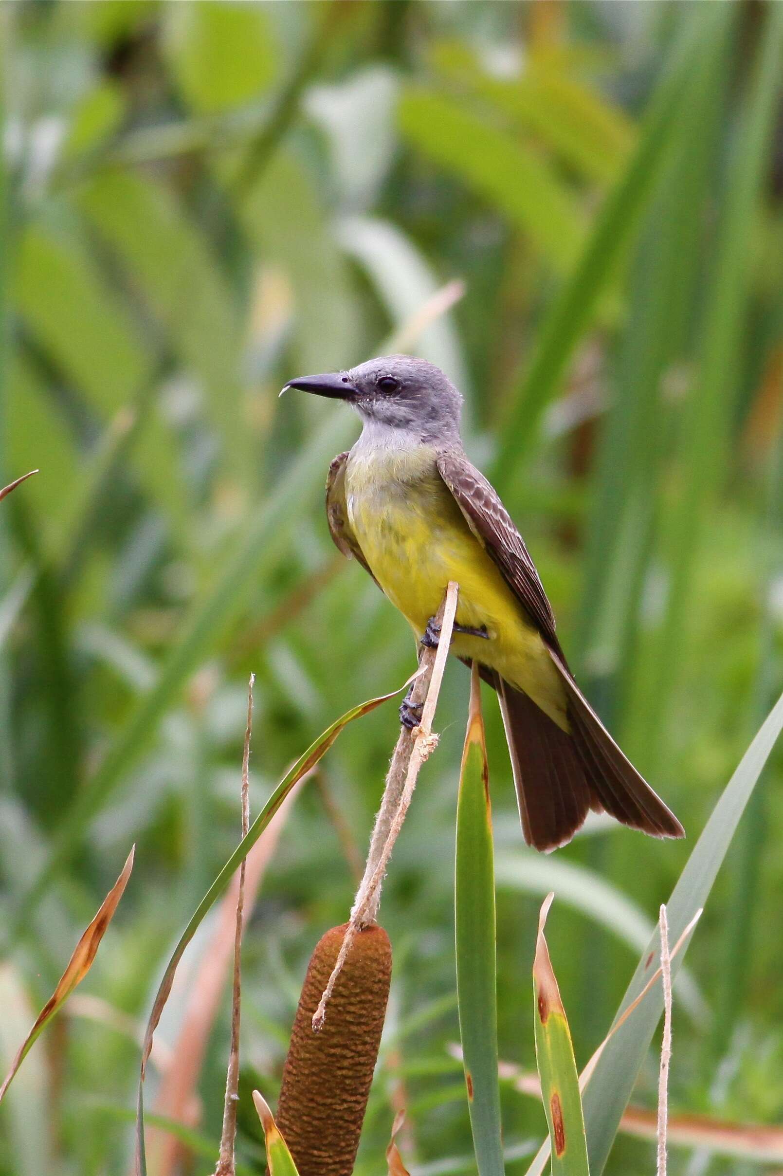 Image of Tropical Kingbird