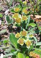 Image of Bupleurum triradiatum Adams ex Hoffm.