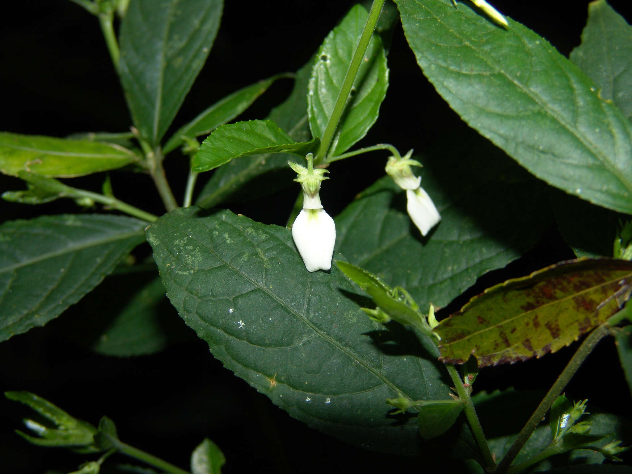 Pombalia bigibbosa (A. St.-Hil.) Paula-Souza resmi