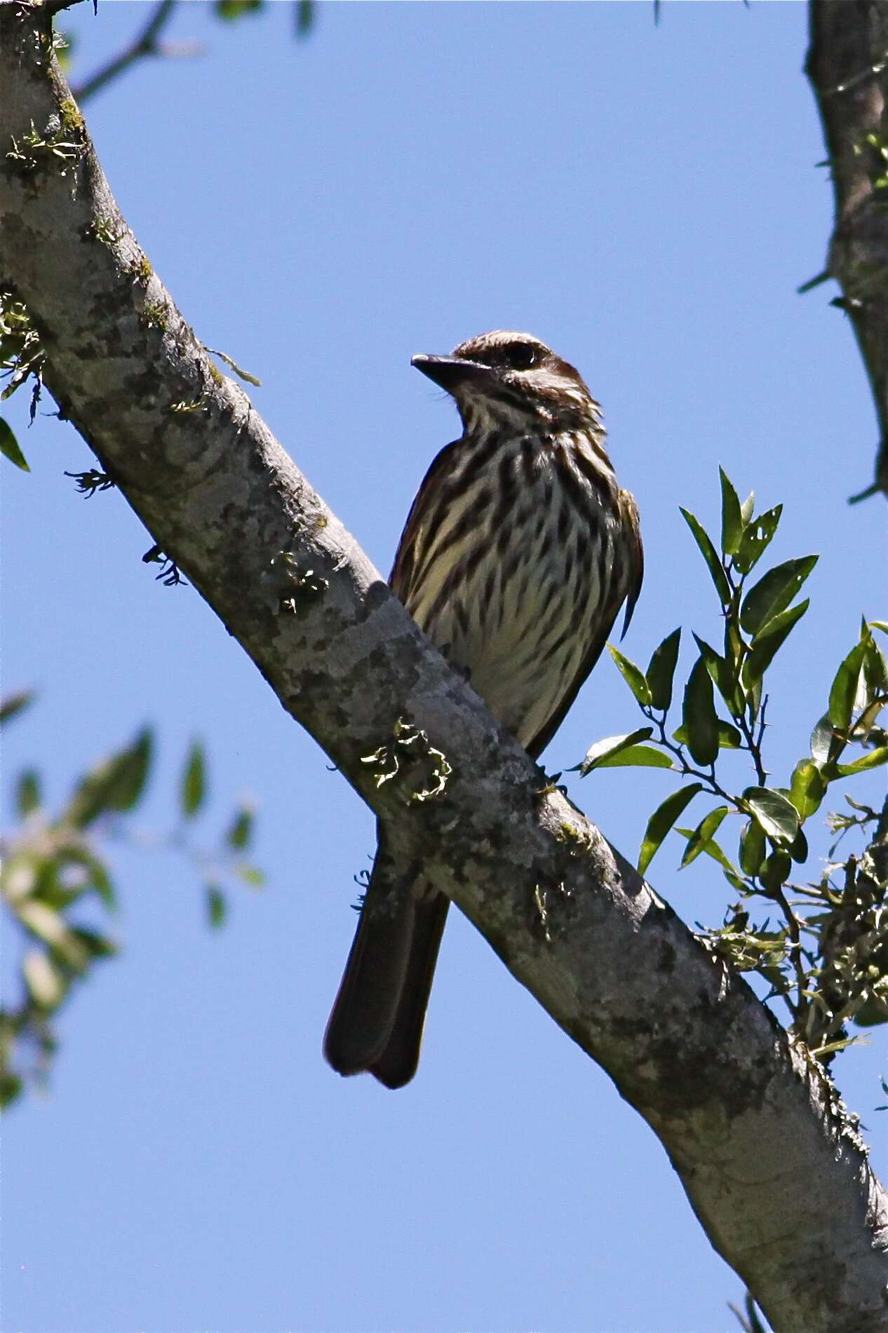 Imagem de Myiodynastes maculatus (Müller & Pls 1776)