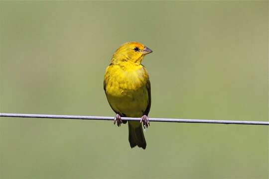 Image of Saffron Finch