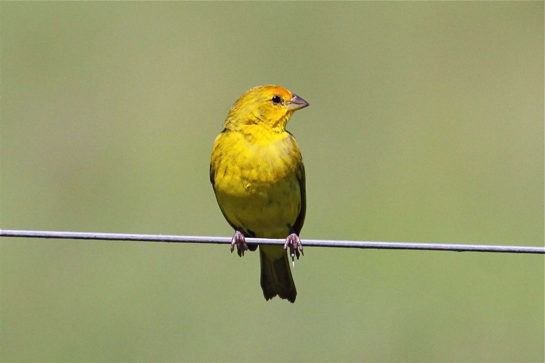 Image of Saffron Finch