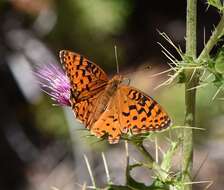 Image of Speyeria coronis carolae Dos Passos & Grey 1942