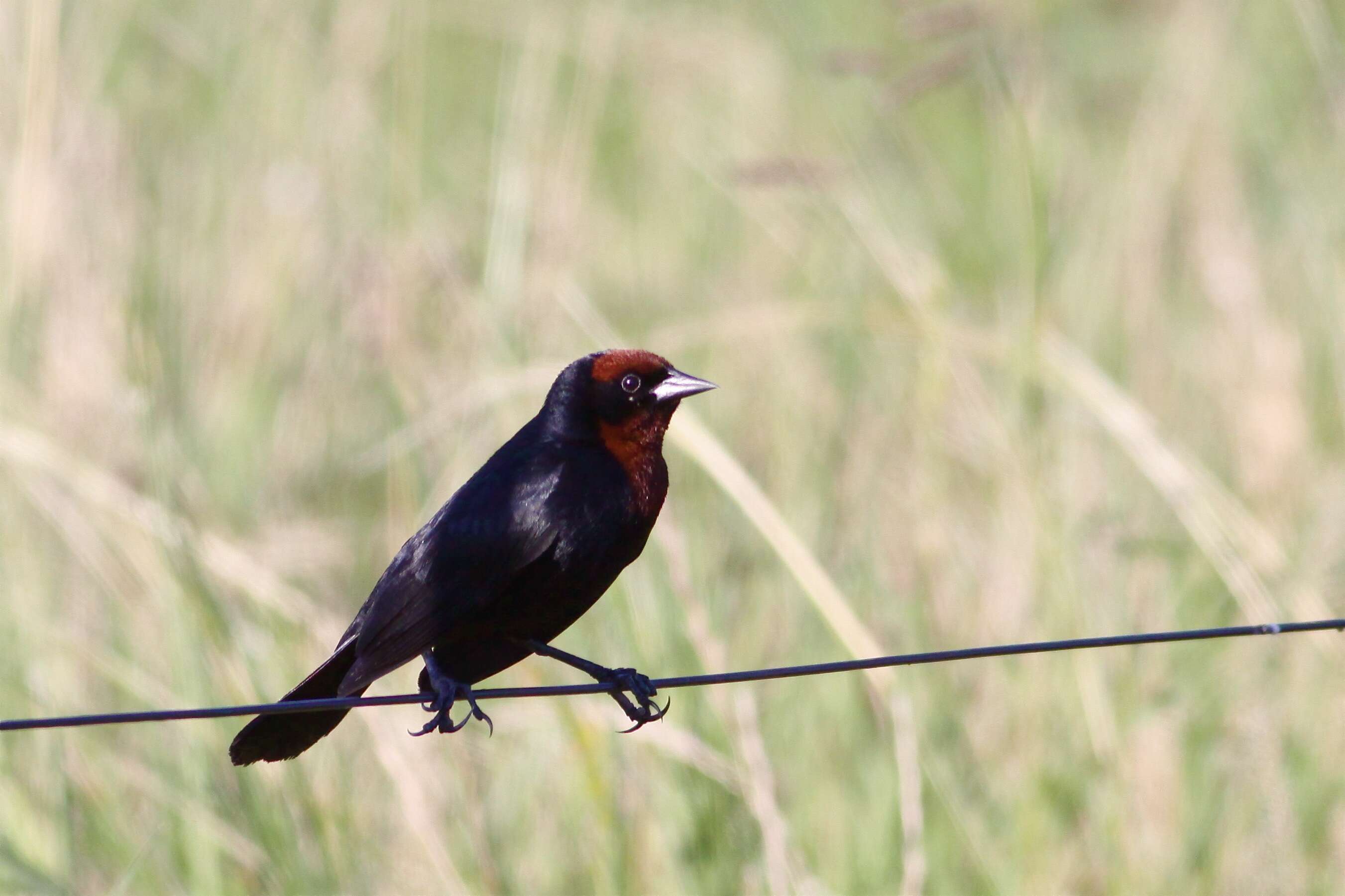 Image of Chestnut-capped Blackbird