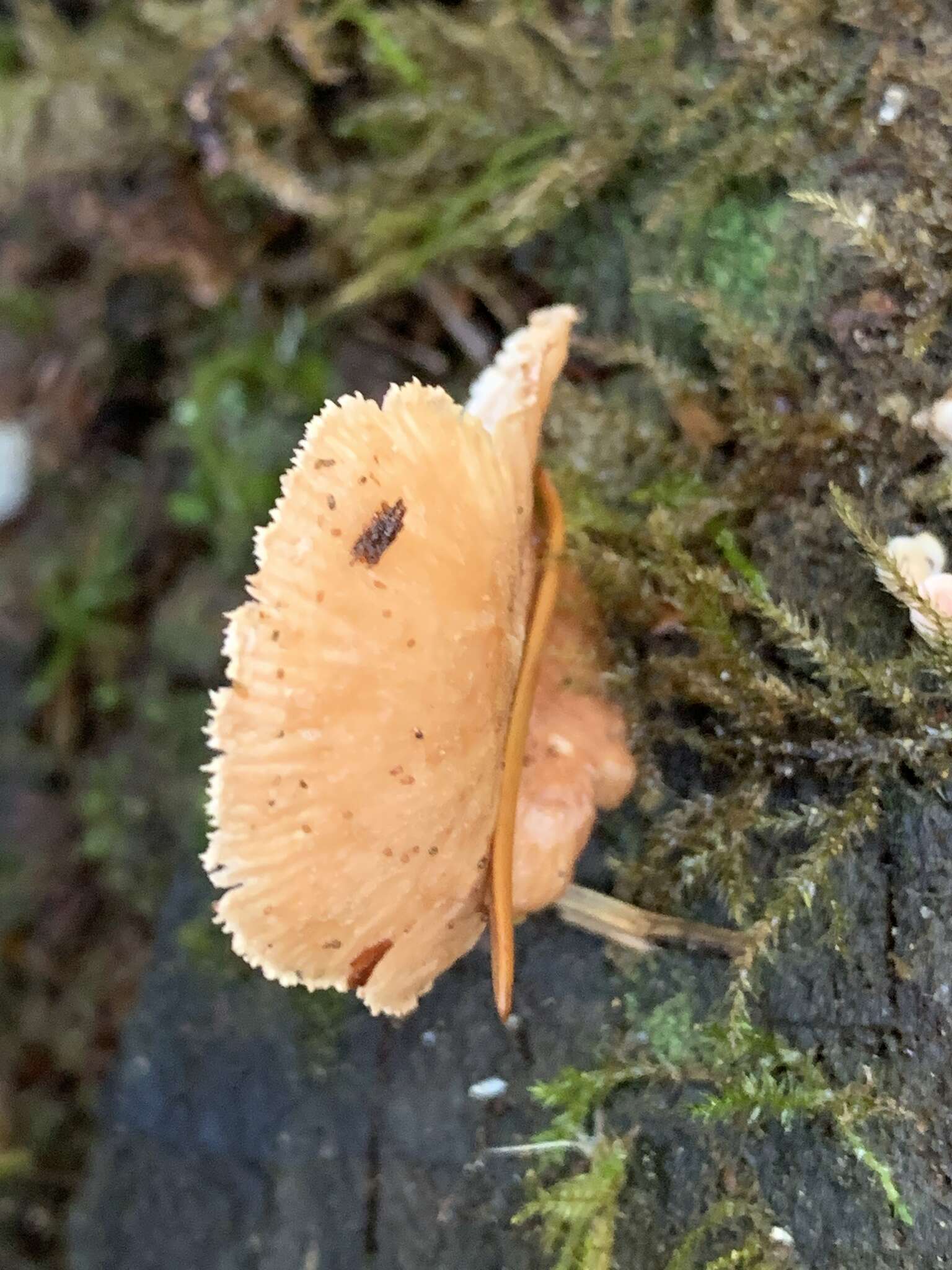 Image of Neolentinus kauffmanii (A. H. Sm.) Redhead & Ginns 1985