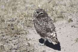 Image of Burrowing Owl