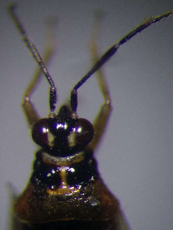 Dicyphus globulifer (Fallen 1829)的圖片