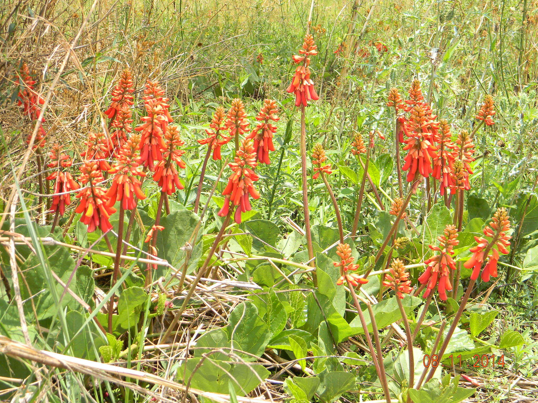 Imagem de Erythrina zeyheri Harv.