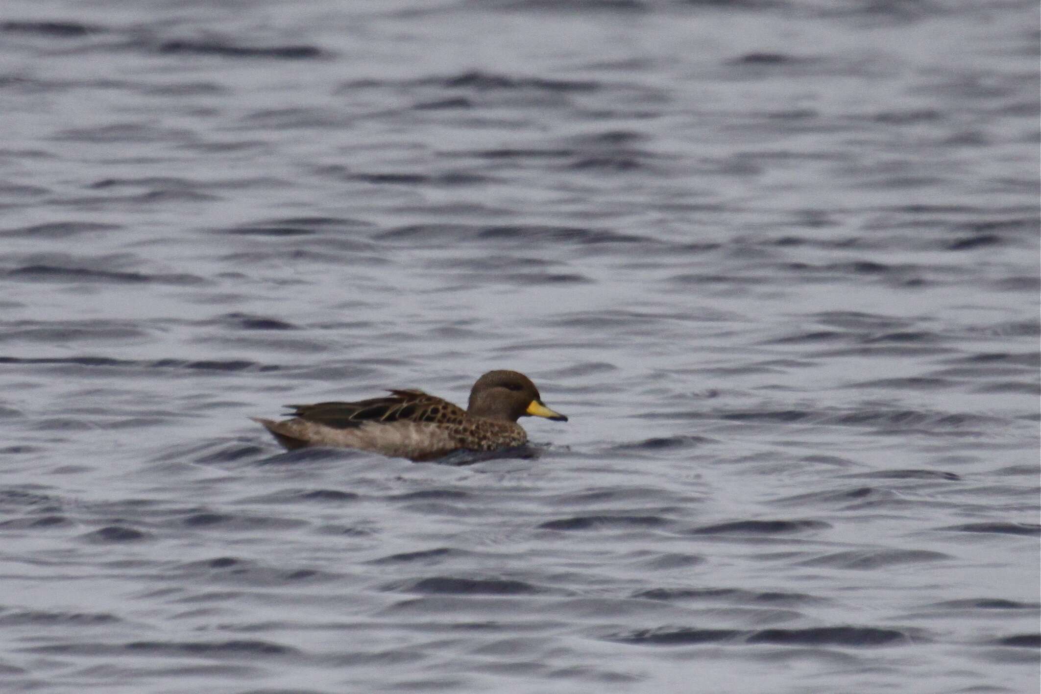 Image of Yellow-billed Teal