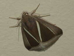 Imagem de Chalciope alcyona Druce 1888