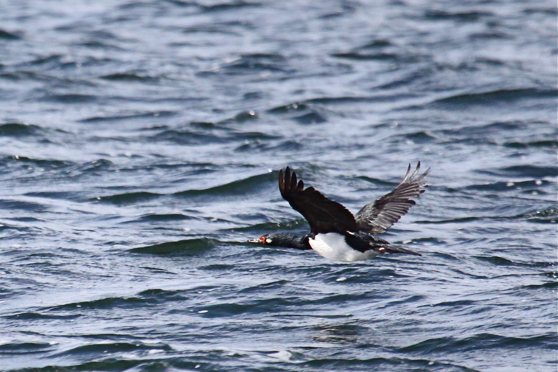 صورة Phalacrocorax magellanicus (Gmelin & JF 1789)