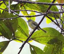 Image of Sulphur-bellied Tyrannulet