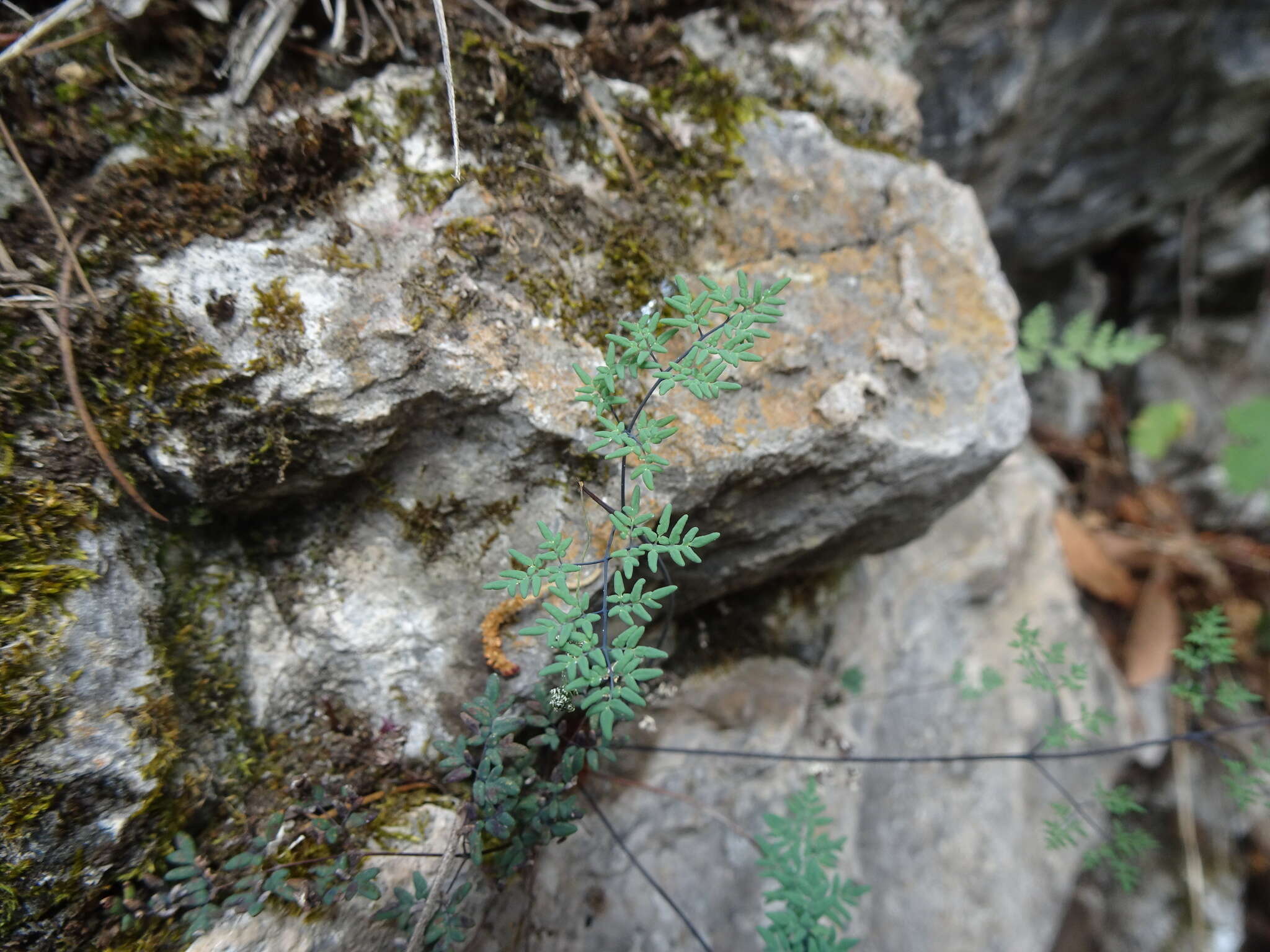 Image of southwestern false cloak fern