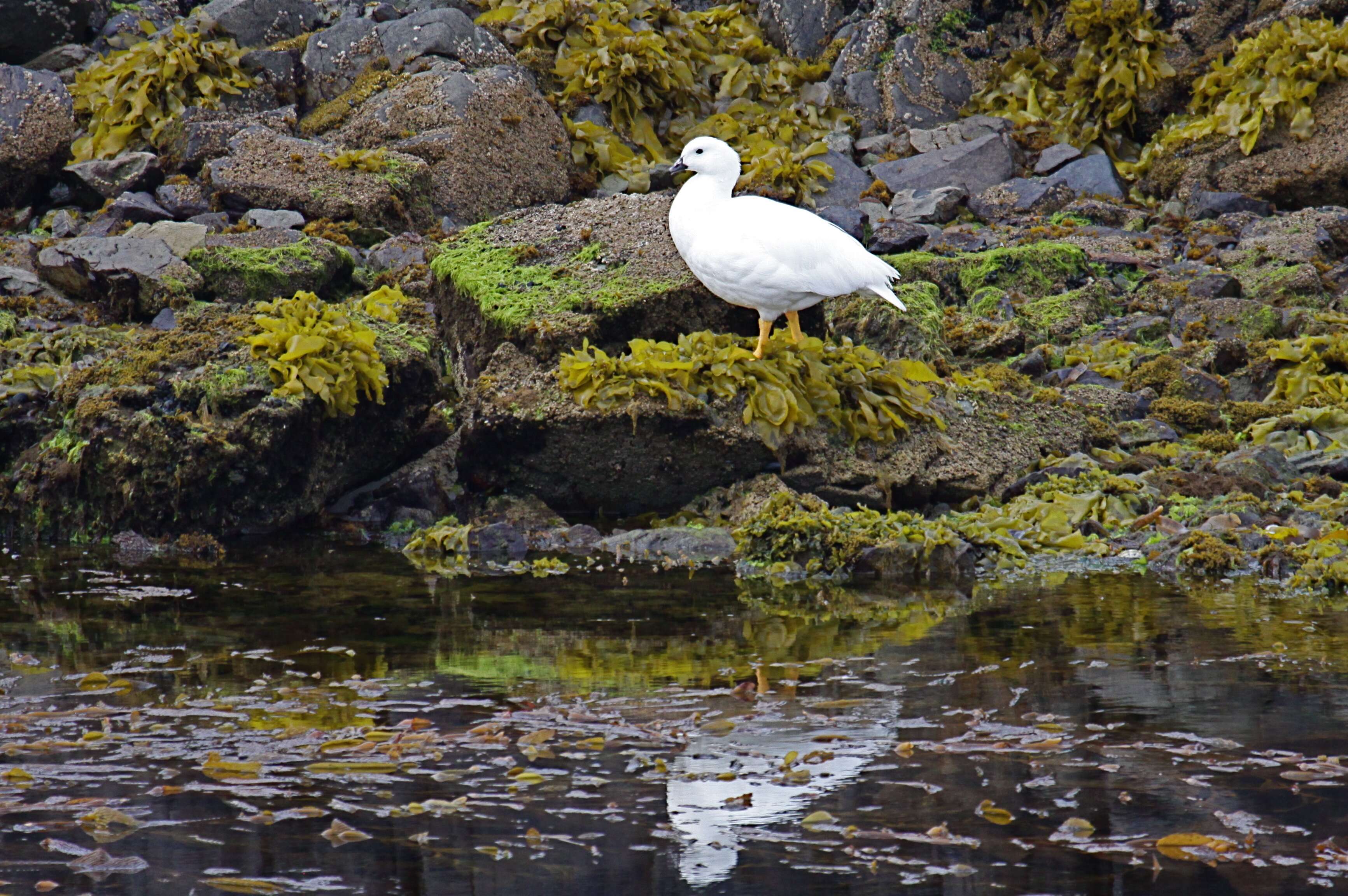 Image of Kelp Goose