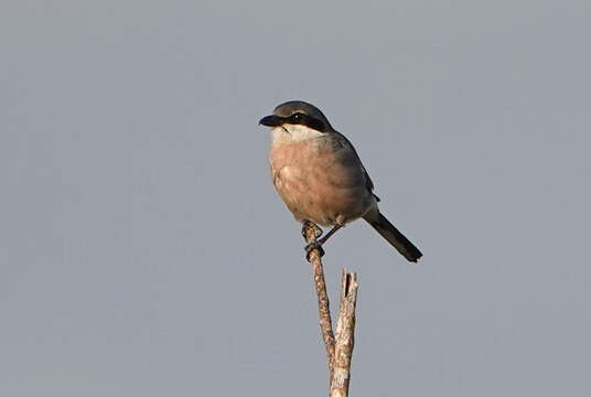 Image of Iberian Grey Shrike