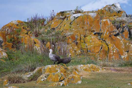 Image of magellan goose, upland goose