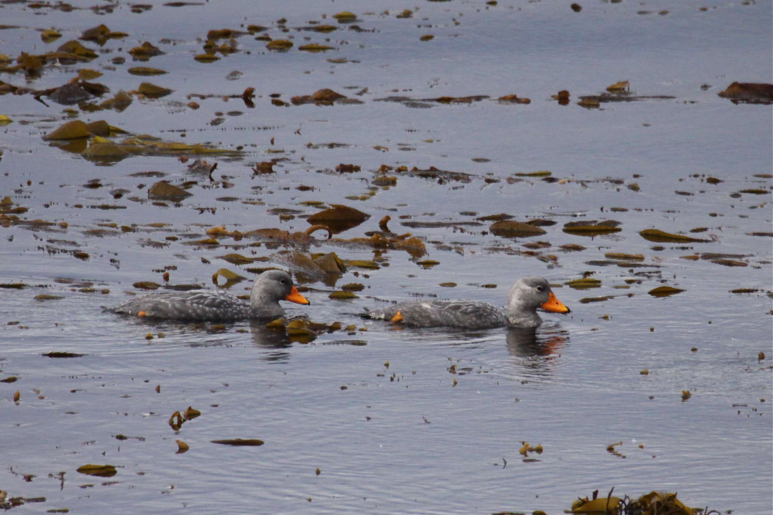 Image of Flightless Steamer-Duck