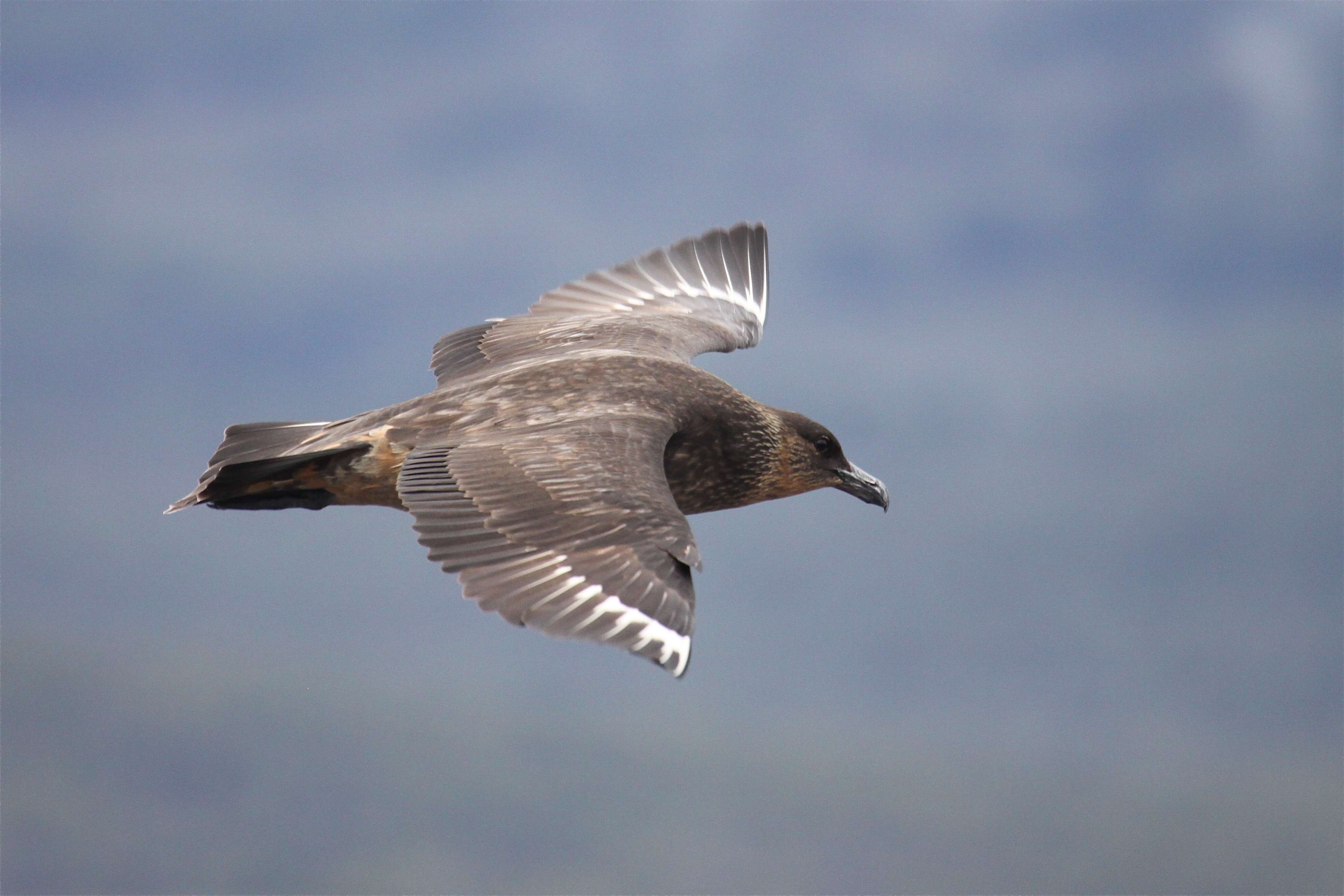 صورة Stercorarius chilensis Bonaparte 1857