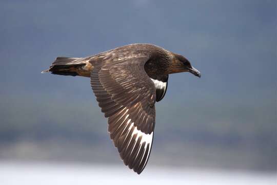 صورة Stercorarius chilensis Bonaparte 1857