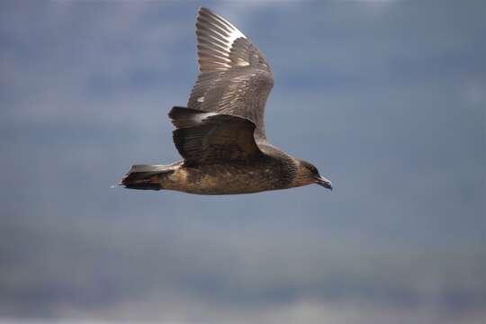 Image of Chilean Skua