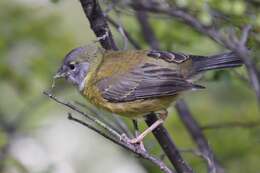 Image of Patagonian Sierra Finch