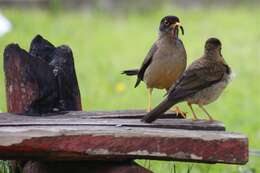 Image of Austral Thrush