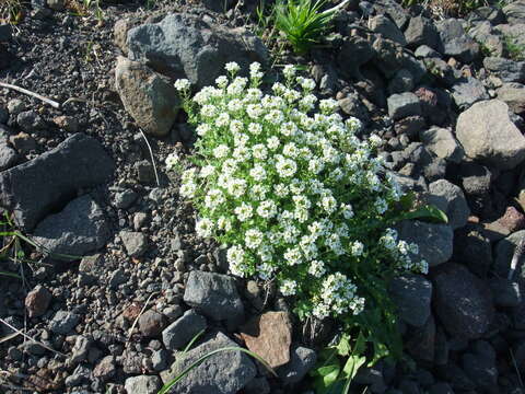 Image of Common Scurvygrass