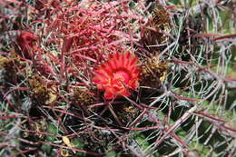 صورة Ferocactus peninsulae (F. A. C. Weber) Britton & Rose