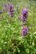 Betonica officinalis L. resmi