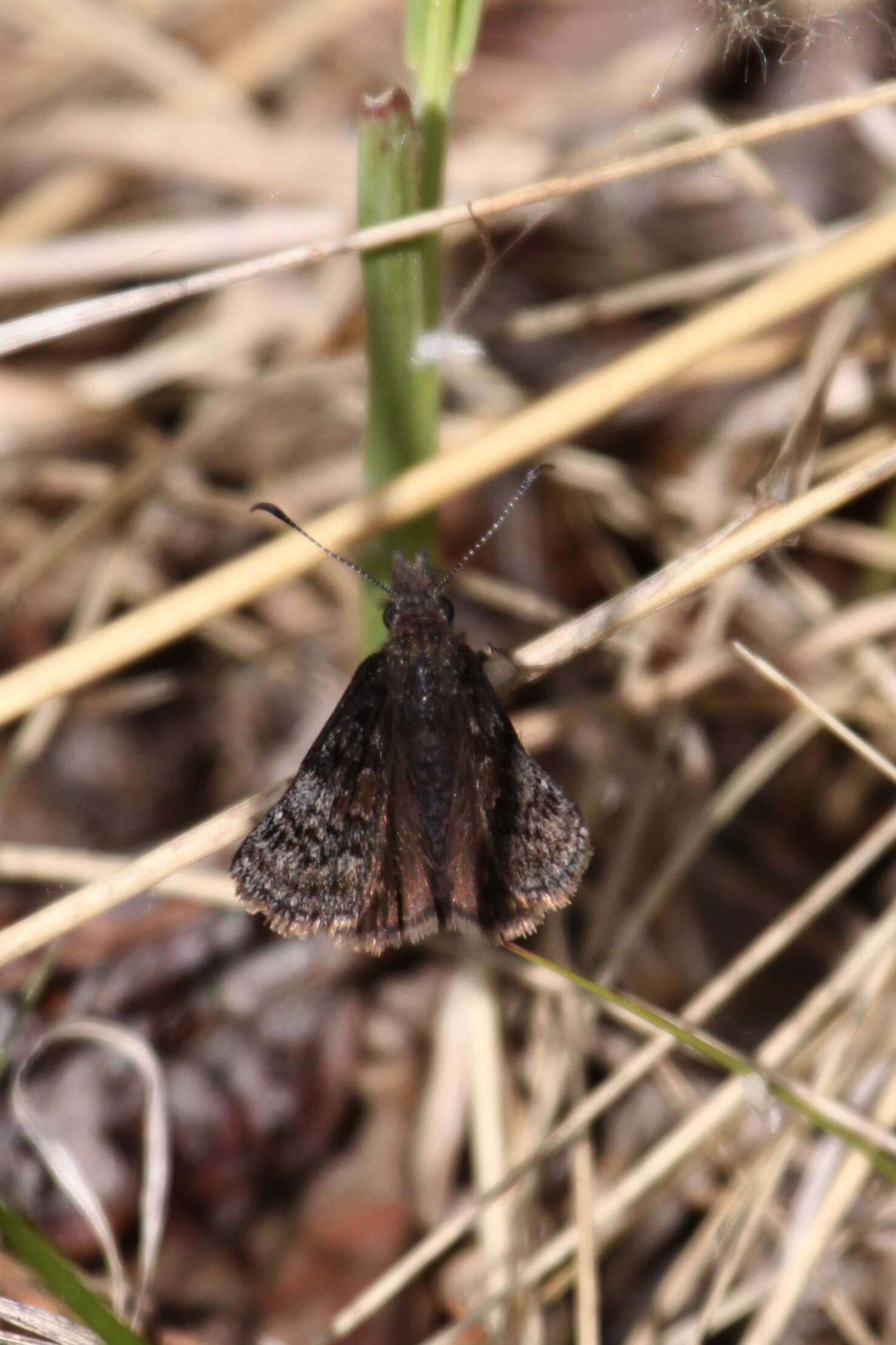 Image of Dreamy Duskywing