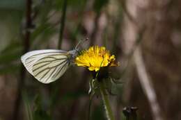 Image of Mustard White